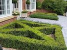 Box Hedge Treatment Image 3
