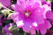 Tree Mallow "Lavatera clementii"