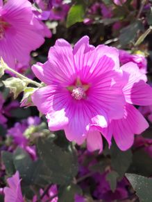 Tree Mallow "Lavatera clementii"