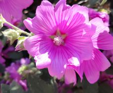 Tree Mallow "Lavatera clementii"