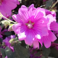 Tree Mallow "Lavatera clementii"
