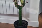 Euphorbia Trigona Rubra cactus