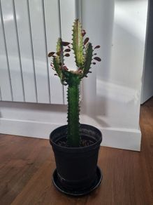 Euphorbia Trigona Rubra cactus