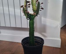 Euphorbia Trigona Rubra cactus