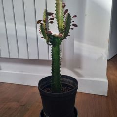 Euphorbia Trigona Rubra cactus