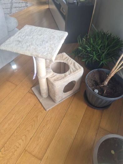 cat
