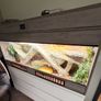 bearded dragon with vivarium Image 4