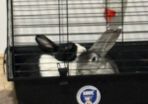 Rabbits