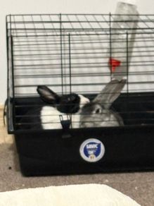 Rabbits