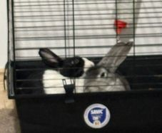 Rabbits