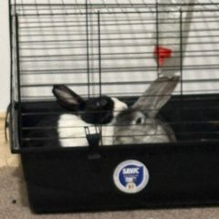 Rabbits