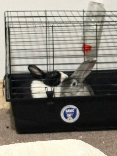 Rabbits