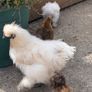 silkie roaster Image 2