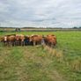 Bullocks Image 4