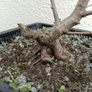 Native Irish Birch Bonsai Image 4