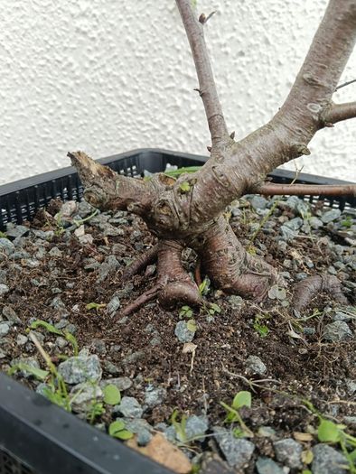 Native Irish Birch Bonsai
