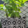 mint plant in pot Image 3