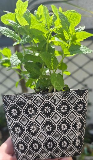 mint plant in pot