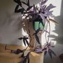 Tradescantia pallida purple jew plant in the ceramic pot Image 2