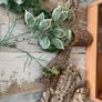 Vivarium Image 2