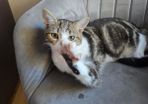 Kitten for adoption