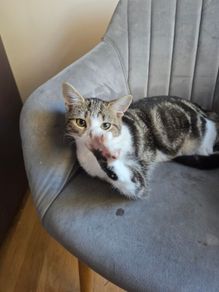 Kitten for adoption