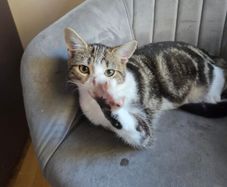 Kitten for adoption