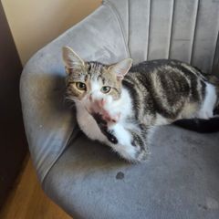 Kitten for adoption
