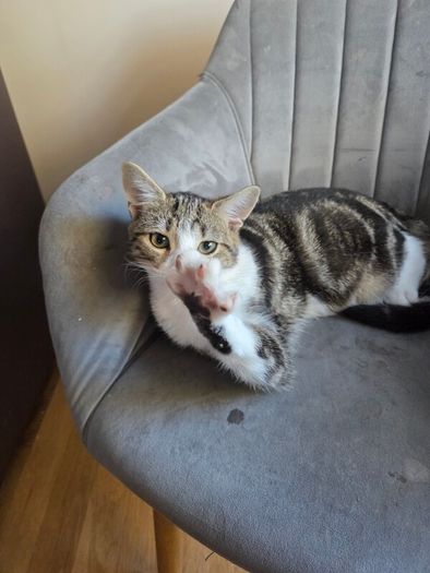 Kitten for adoption