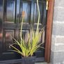 Red Hot Poker Image 2