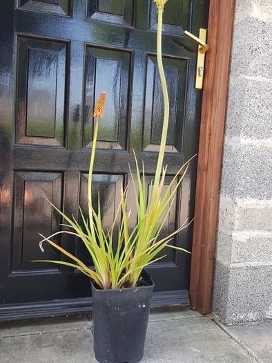 Red Hot Poker