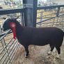 Zwartbles Hogget Ram Image 2