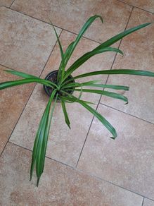 Spider plant