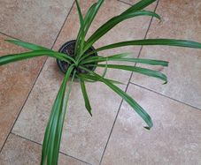 Spider plant