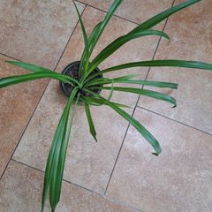 Spider plant