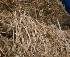 Barley straw and hay