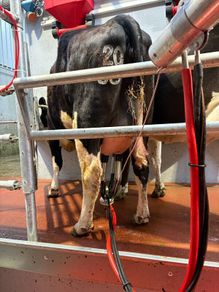 Calved heifer