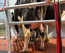 Calved heifer