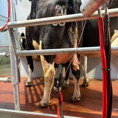 Calved heifer
