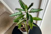 Mother of a thousand plant