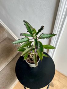 Mother of a thousand plant