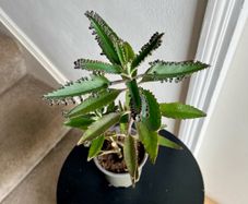 Mother of a thousand plant