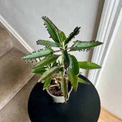Mother of a thousand plant