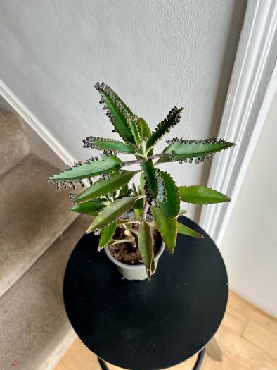Mother of a thousand plant