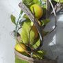Lemon Door Wreath Image 6