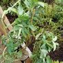 Melianthus major Honey bush Image 2