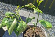 Lemon citrus tree plant