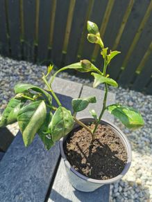 Lemon citrus tree plant