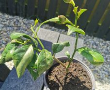 Lemon citrus tree plant