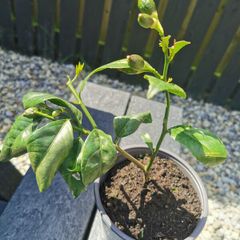 Lemon citrus tree plant